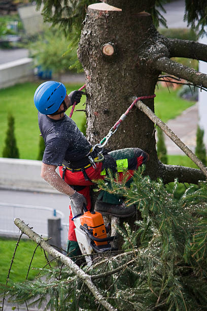 Lawn Renovation and Restoration in Cranford, NJ